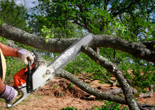 How Our Tree Care Process Works  in  Sudan, TX